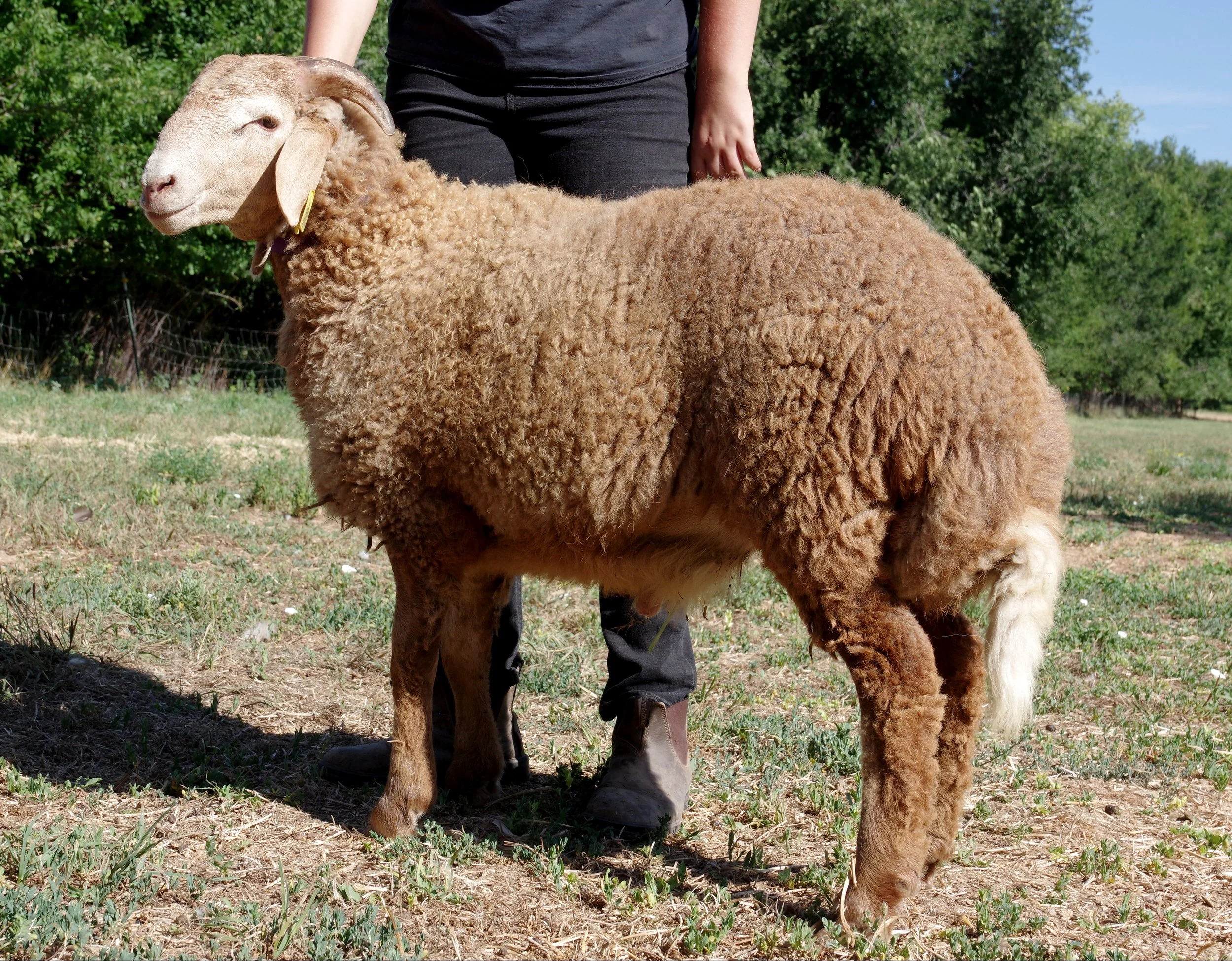Ram Lamb - HMRafael