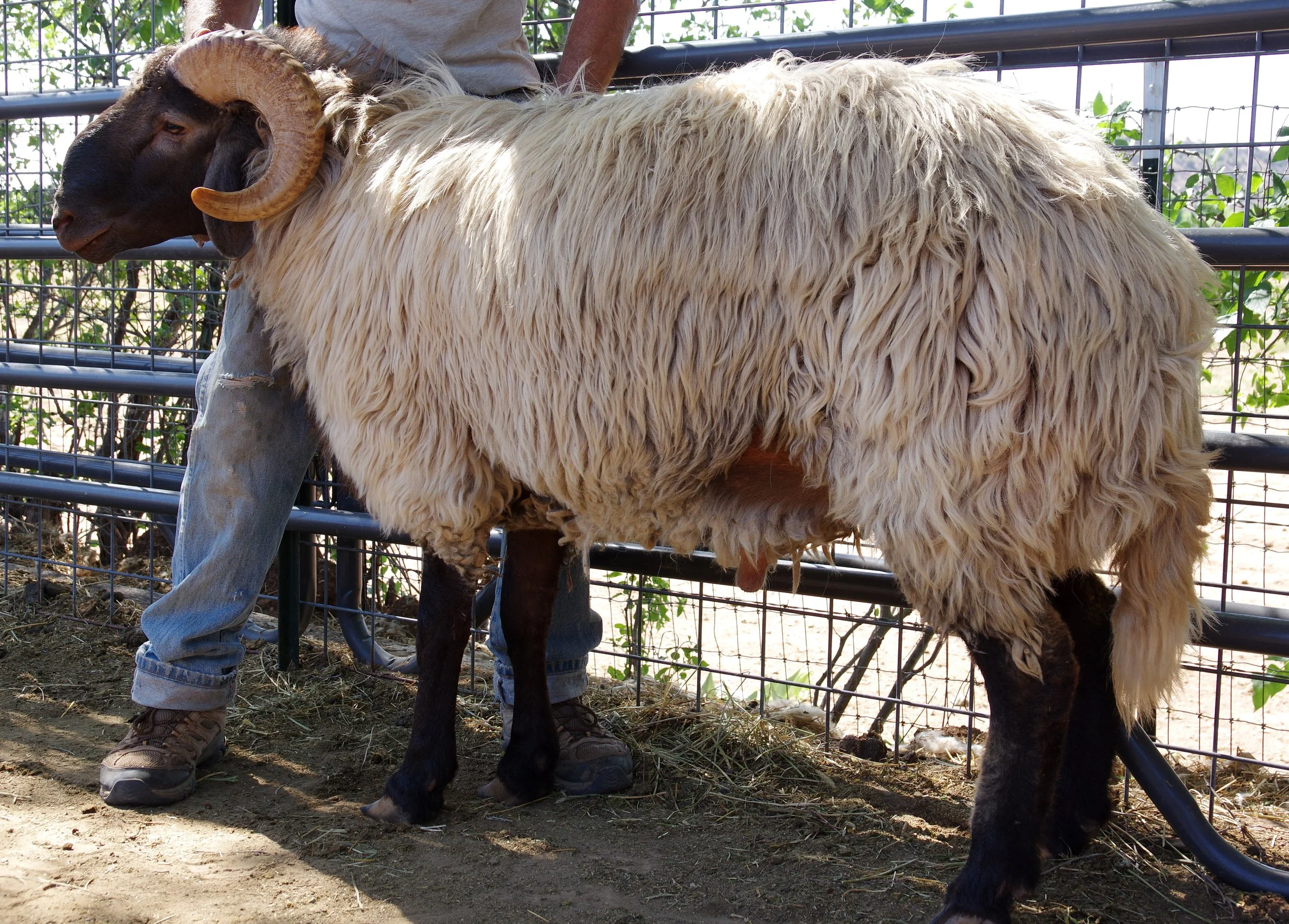 Ram - HMQuentin