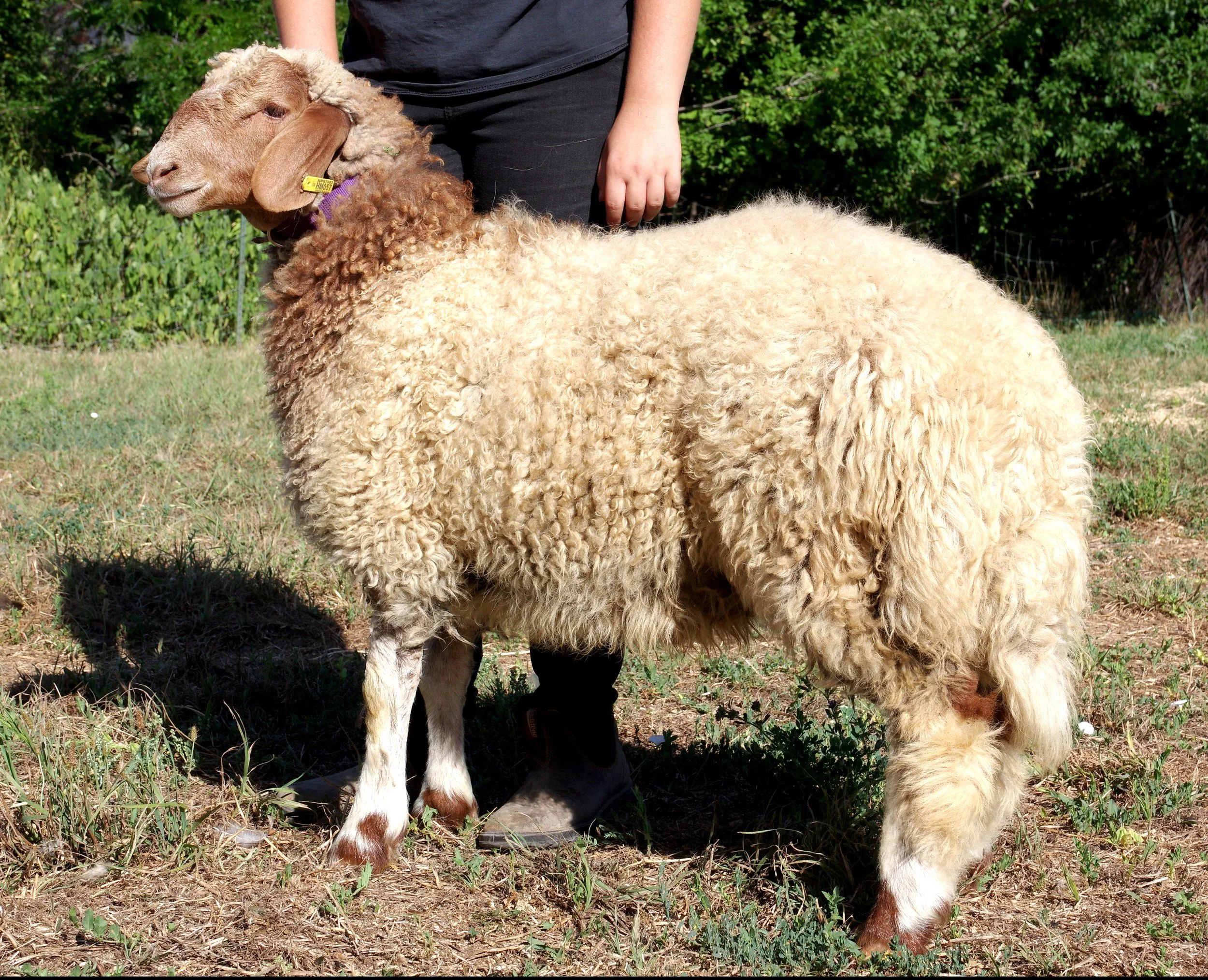 Ram Lamb - HMRiver