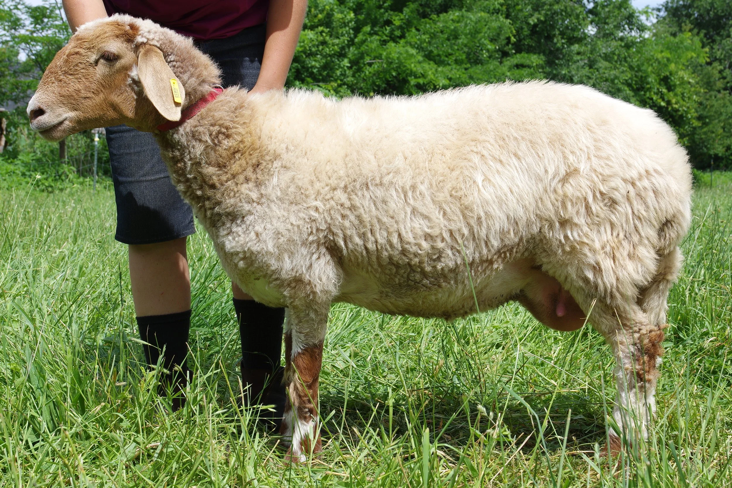 Proven Ewe - HMPenelope