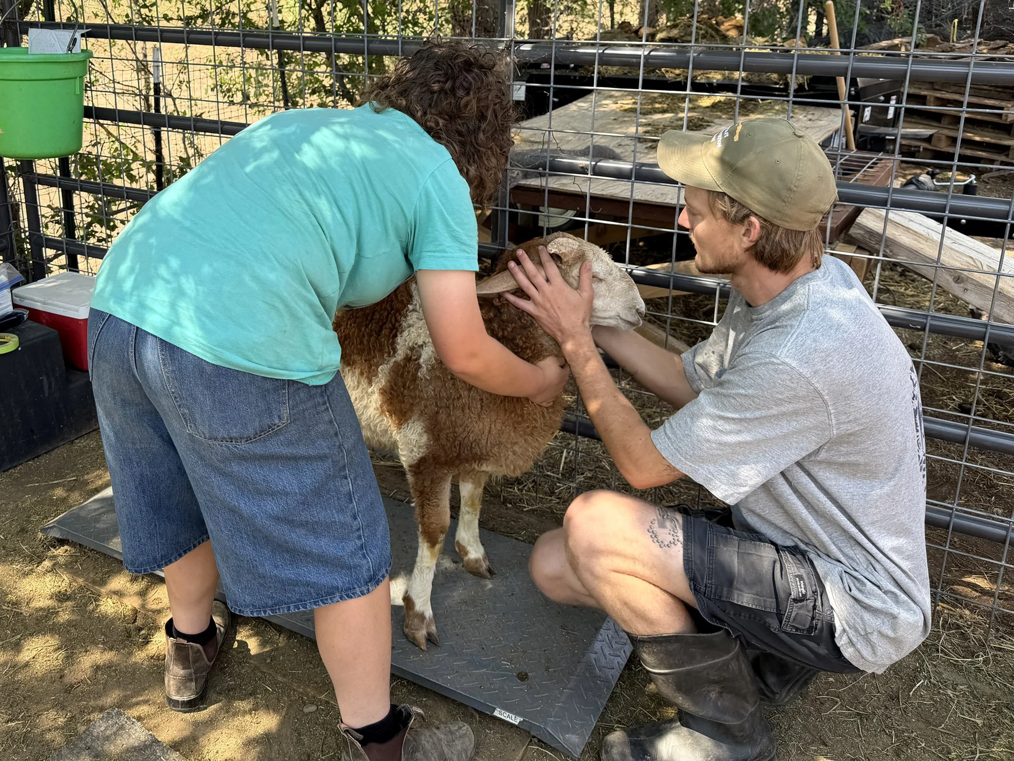 Learning about caring for sheep