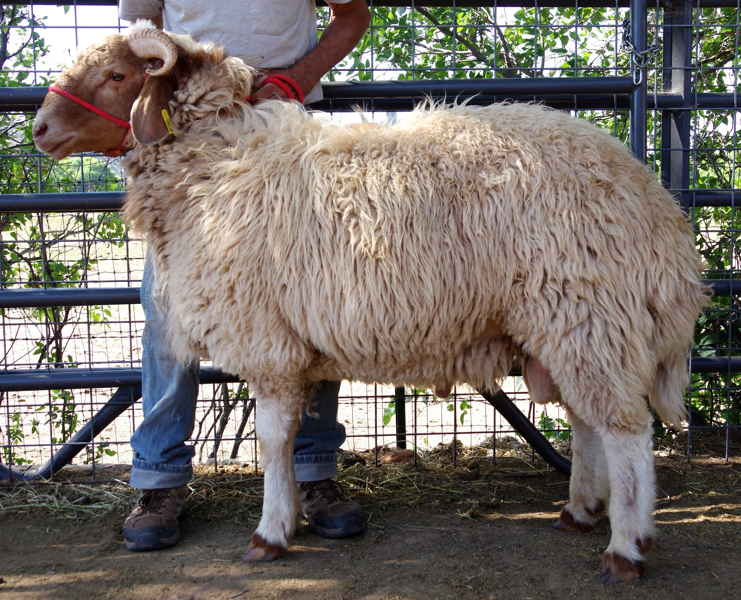 Proven Ram - HMQuinoa