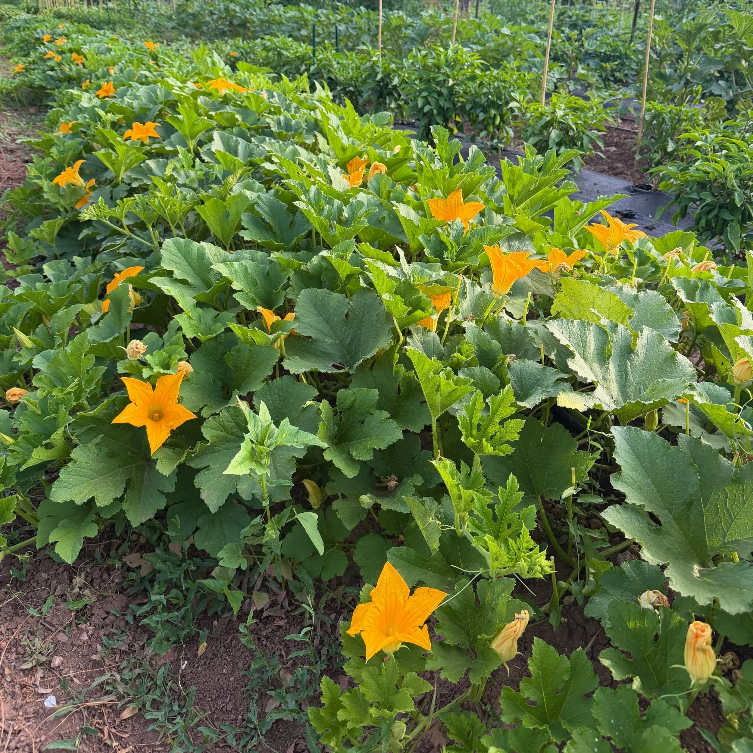 HawkMoth Farmers Market List - Saturday August 8, 2026