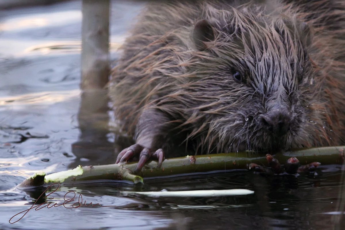 "City beaver". A beaver living it's life in the central parts of Stockholm, Sweden