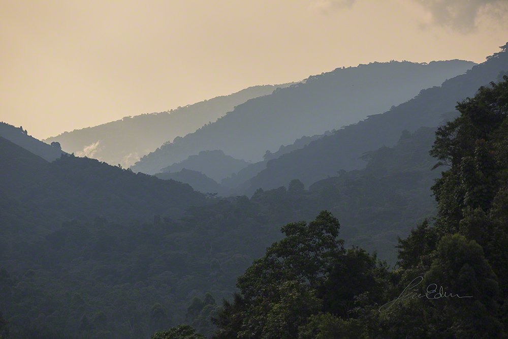 "The unmatched Bwindi", Bwindi impenetrable national park, Kisoro, Uganda 