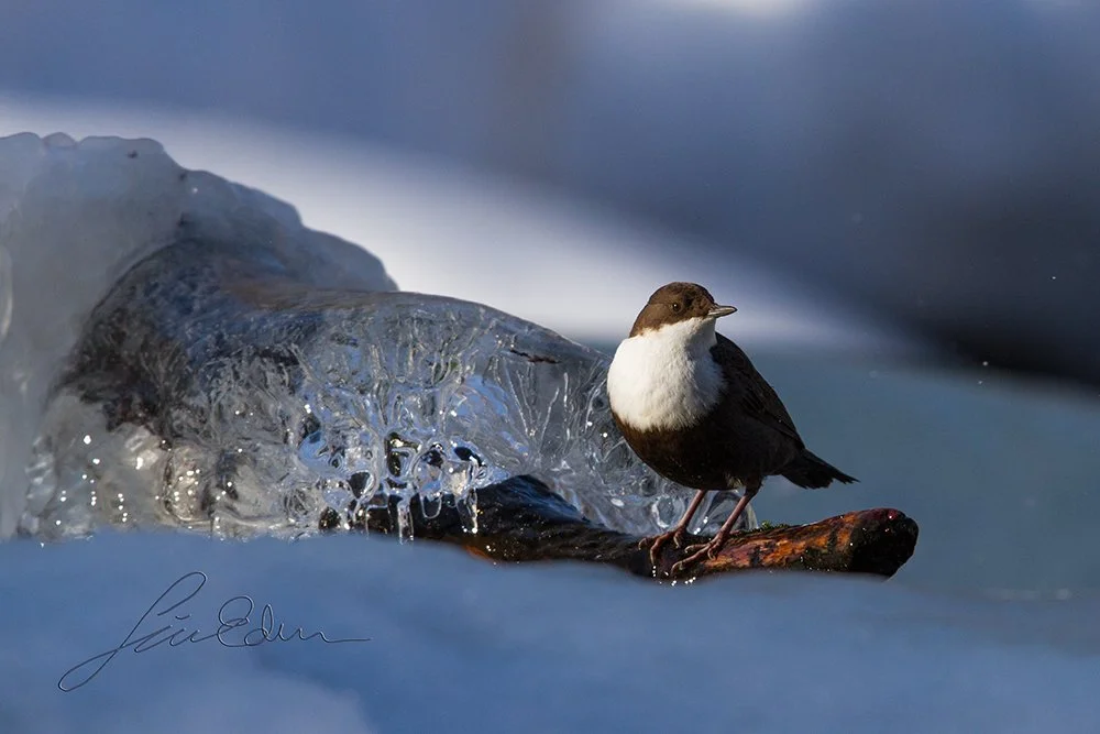 "The little winter swimmer." A Dipper pausing on a branch, Tyresö Sweden  