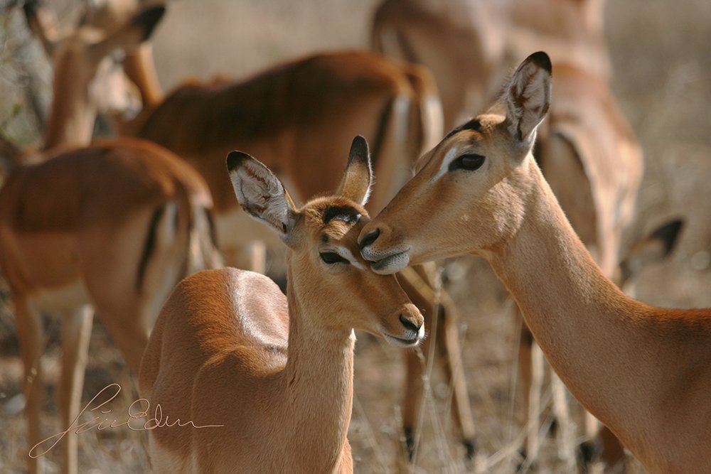 Impalas showing their care for their family members.