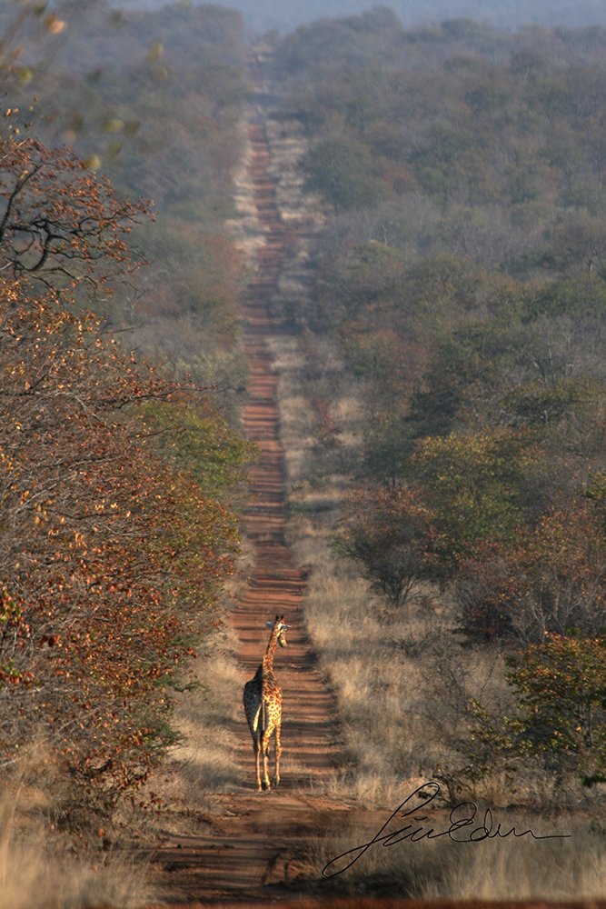 Giraffe walking away in the evening.