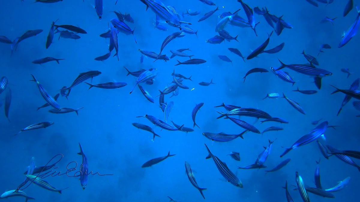 The big blue. Red sea, Egypt