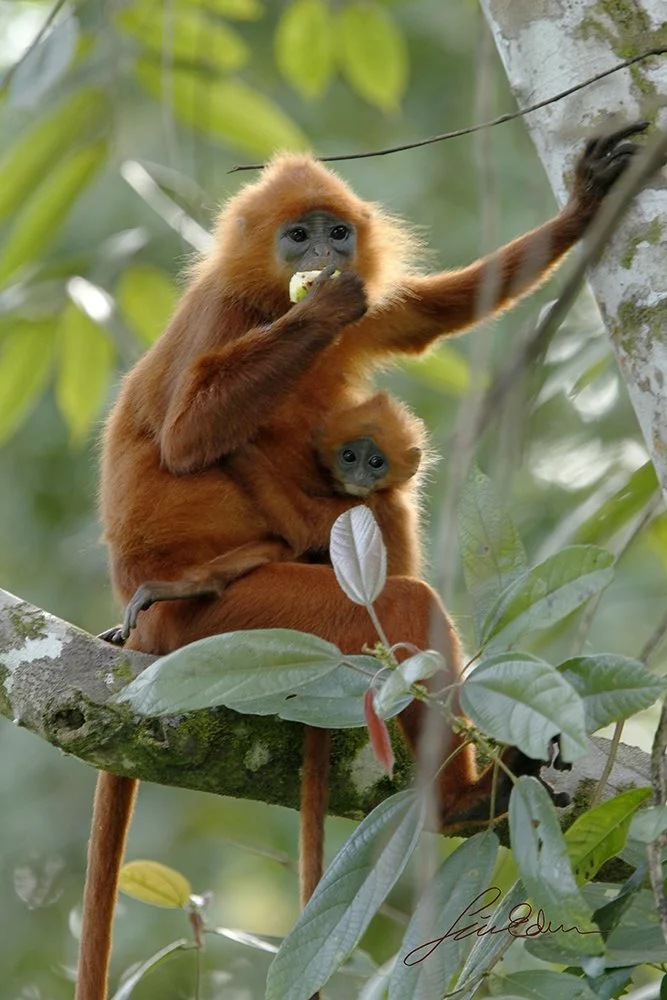 Red-leaf monkey with youngster, enjoying fruit and observing what's going on outside Gomantong cave, Sabah, Borneo, Malaysia