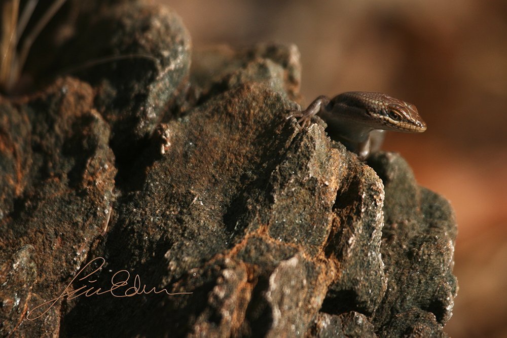Lizard peek a boo.