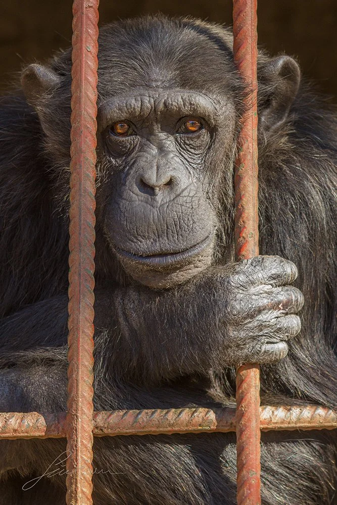 intelligent captive 2.jpg