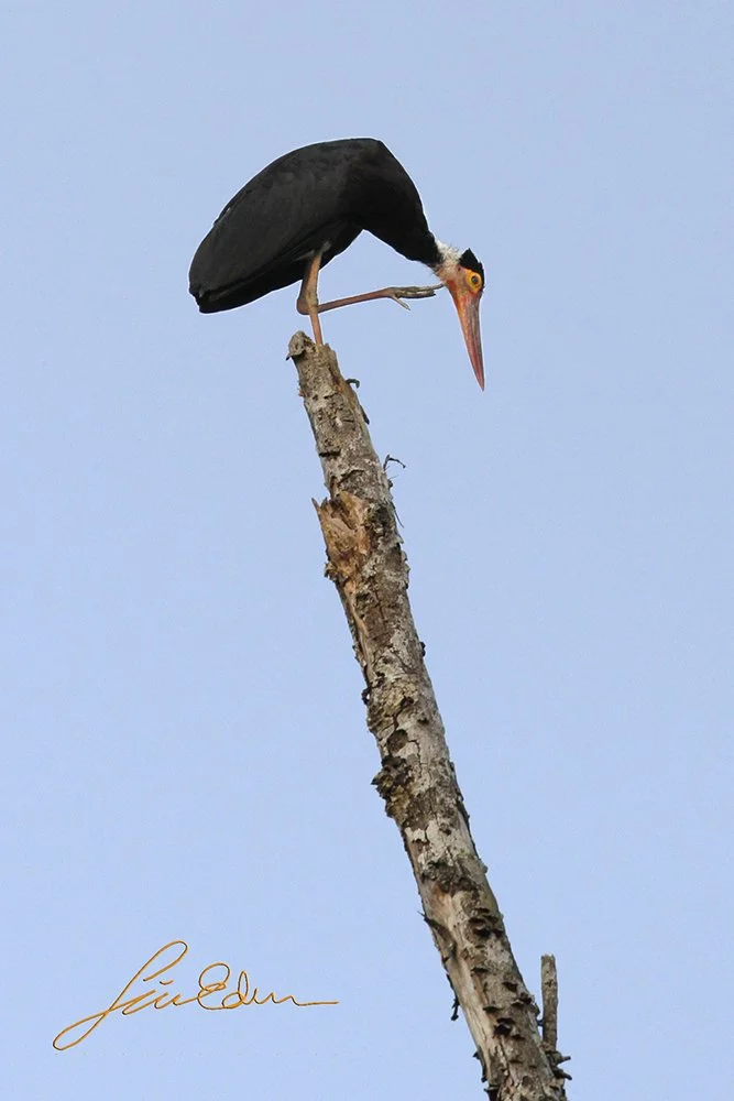 Stork resting on the best vantage point. Kinabatangan, Sabah, Borneo, Malaysia