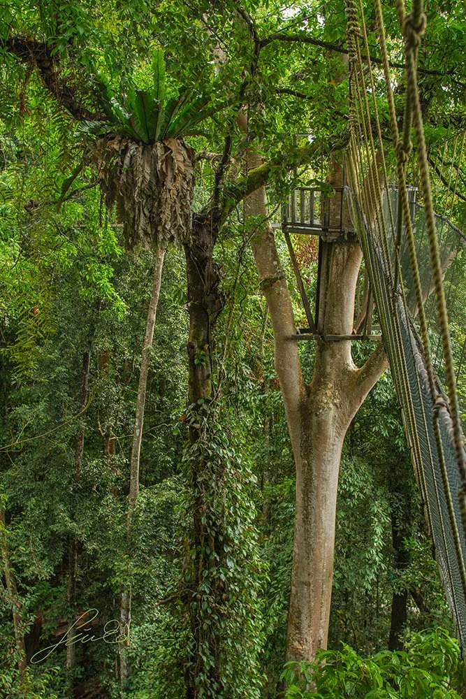 The breathtaking yet vertiginous canopy walk in Poring, Sabah, Borneo, Malaysia