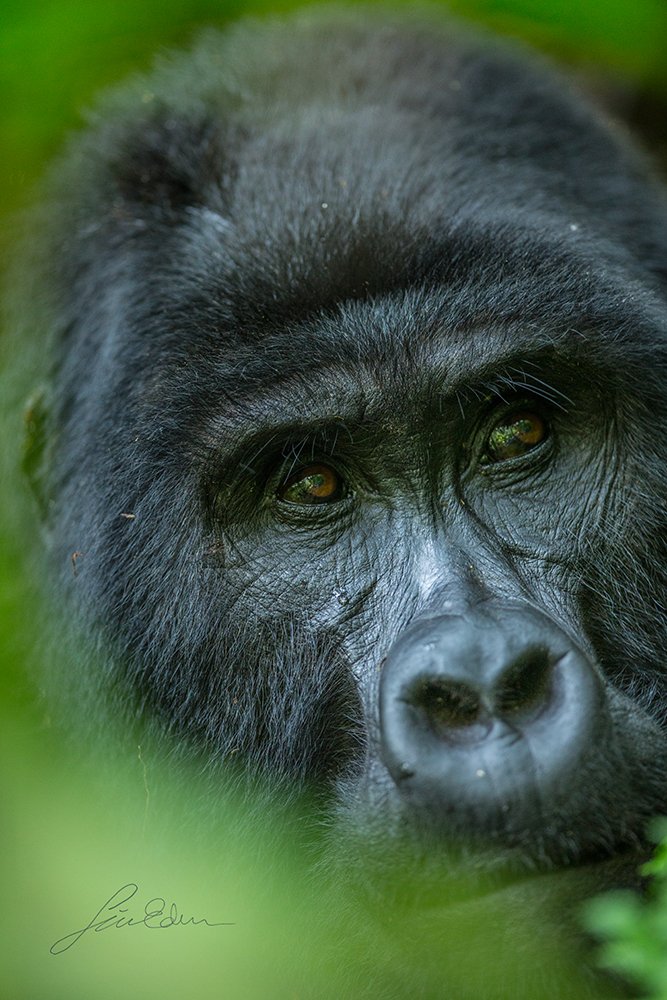 "Reflecting on the forest life", Bwindi impenetrable national park, Kisoro, Uganda