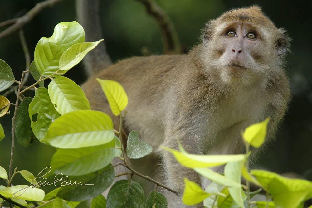 Long tailed macaque, Kinabatangan, Sabah, Borneo, Malaysia