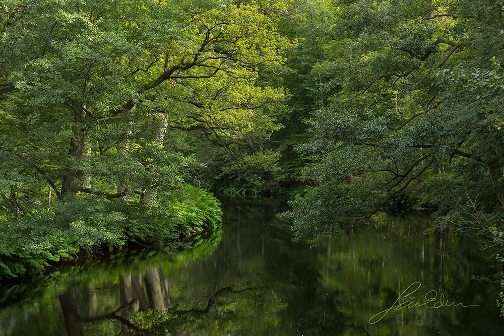 "The green river." Alsterån river in summer, Småland, Sweden