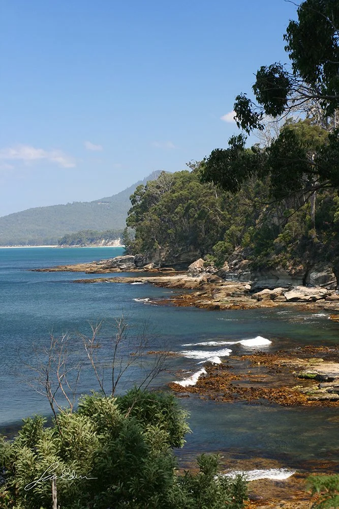 The eucalyptus covered coast. Tasmania, Australia