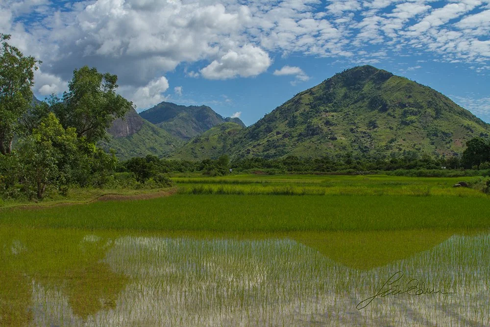 Rice fields in Anosy