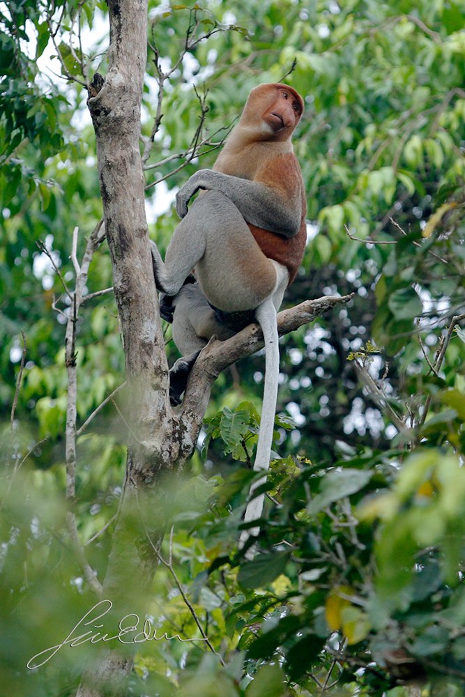 A male Proboscis monkey by the Kinabatangan river, Sabah, Borneo, Malaysia