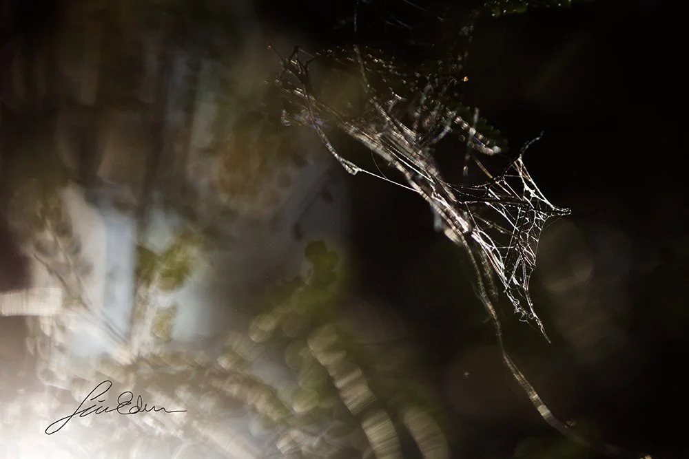 Playing with light. Spider webs are very common in the littoral forest, although very few spiders are a poisonous to humans.