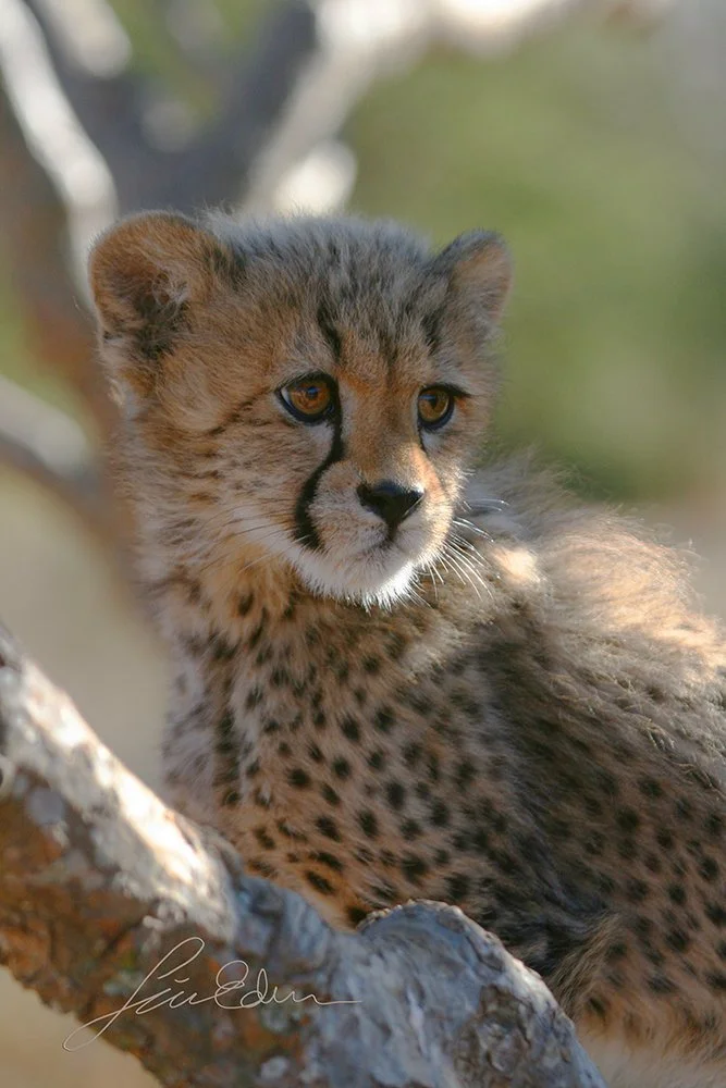 A cheetah cub playing around.