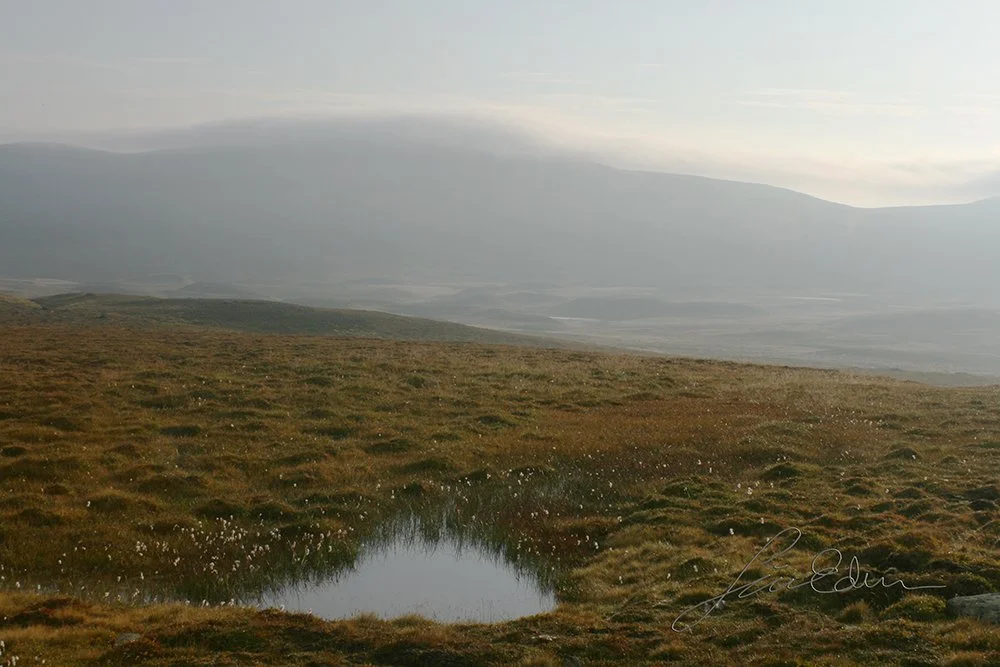 "Summer in the mountains". Härjedalen, Sweden