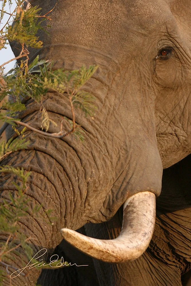 Elephant keeping watch over the humans who have come maybe a bit too close.