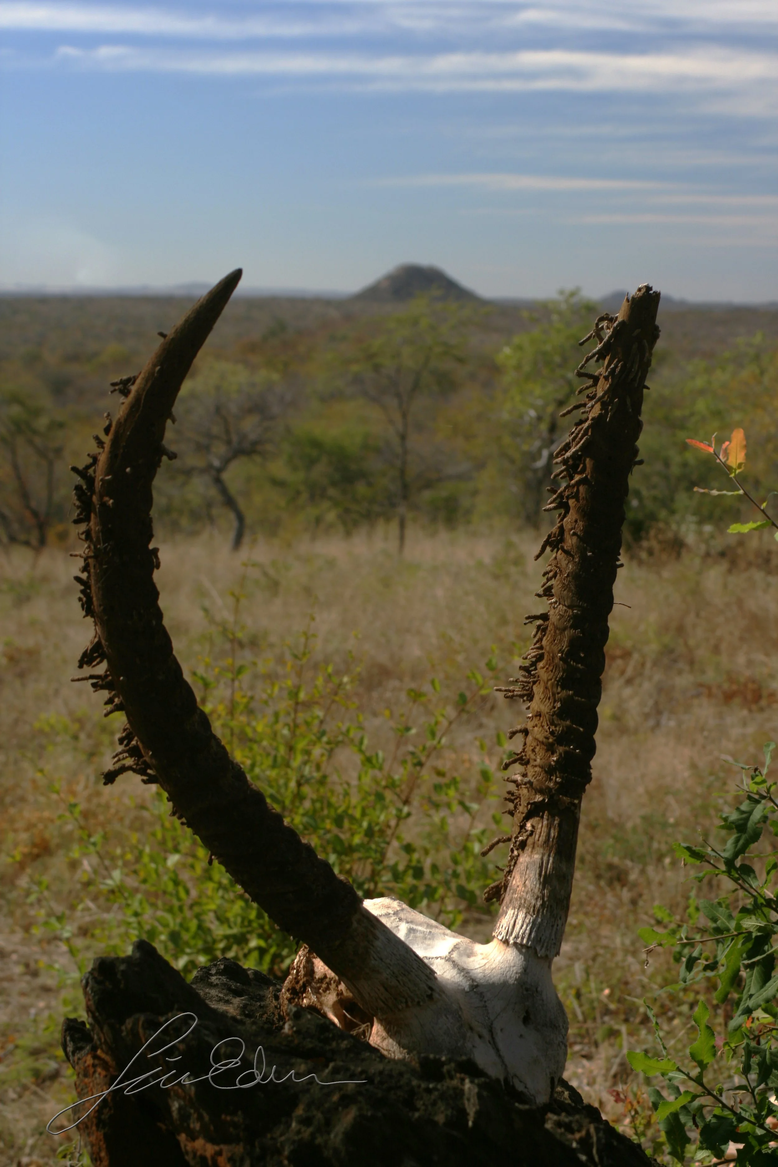 Ornamental antlers in a South African wildlife reserve.