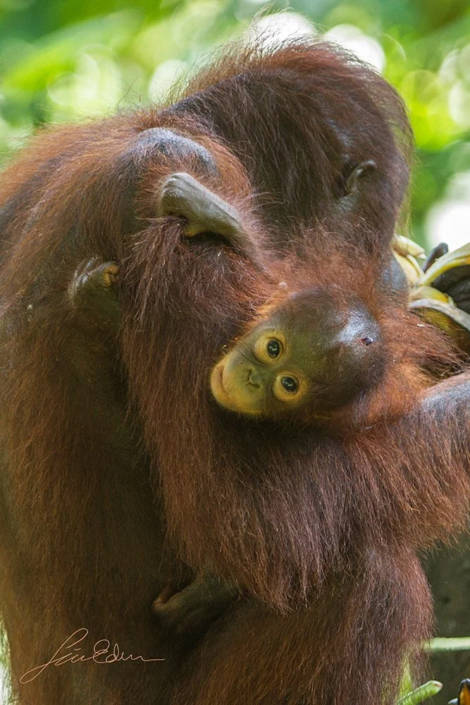 A rehabilitated orangutan with youngster, returning to Sepilok, Sabah, Borneo, Malaysia 