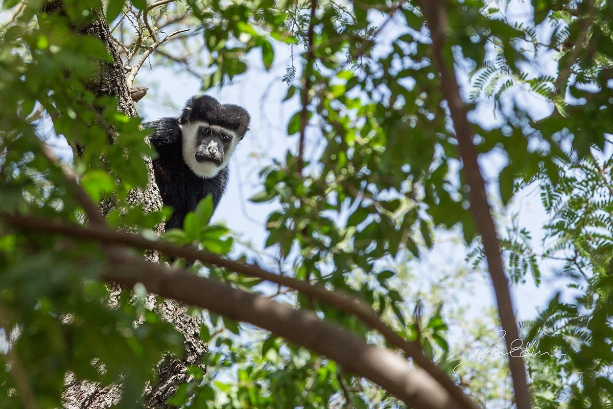 Visit from a Mantled guereza.