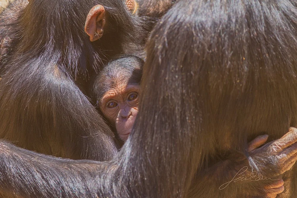 Protecting the family youngster.