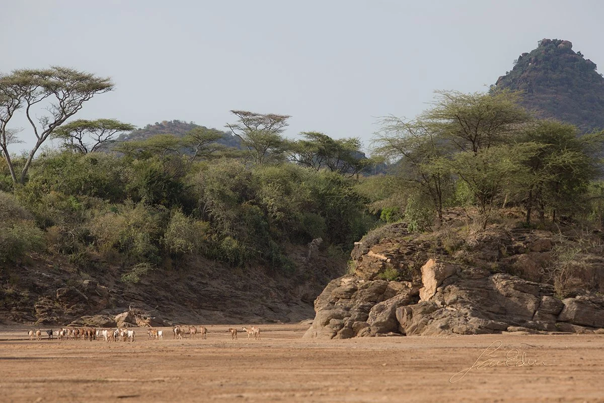 A dry river bed is a suitable travel route for both herders and their cattle,as well as wild animals.  