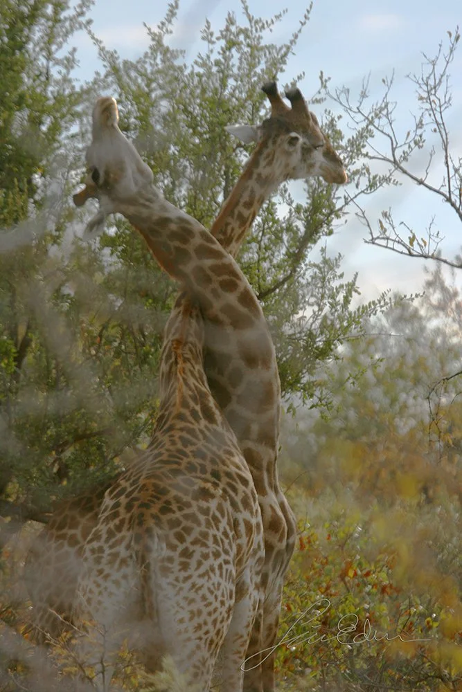 Giraffes do not often sound, but when in a fight they emit grunts.