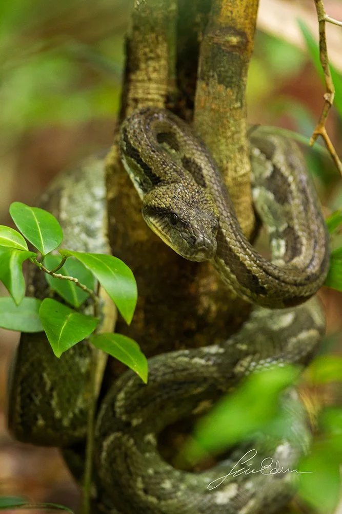 A Tree boa in the littoral forest of Manafiafy