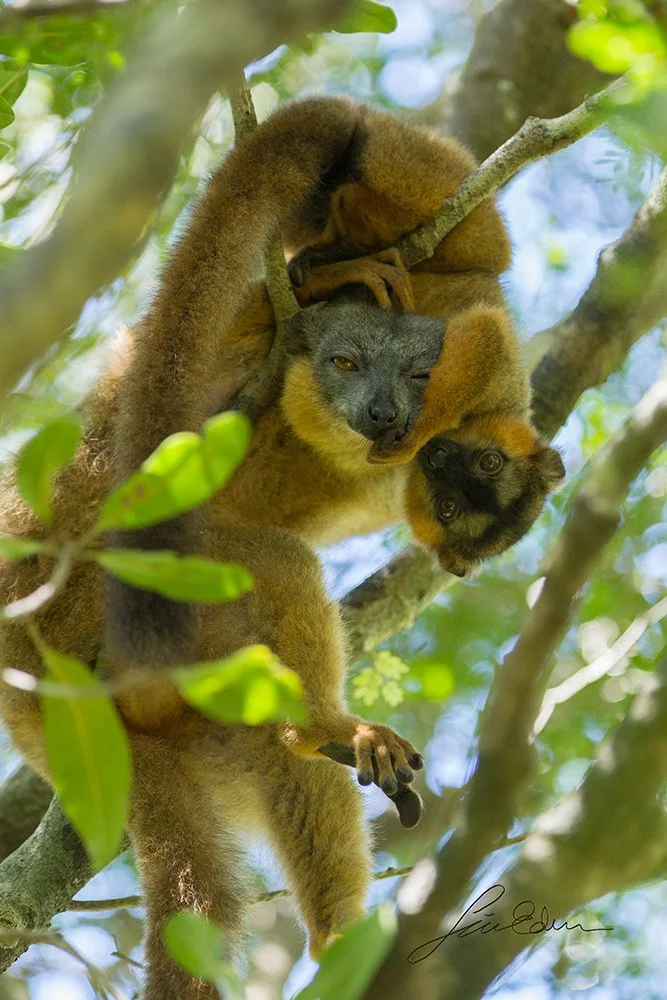 A Collared brown lemur youngster annoying its mother.