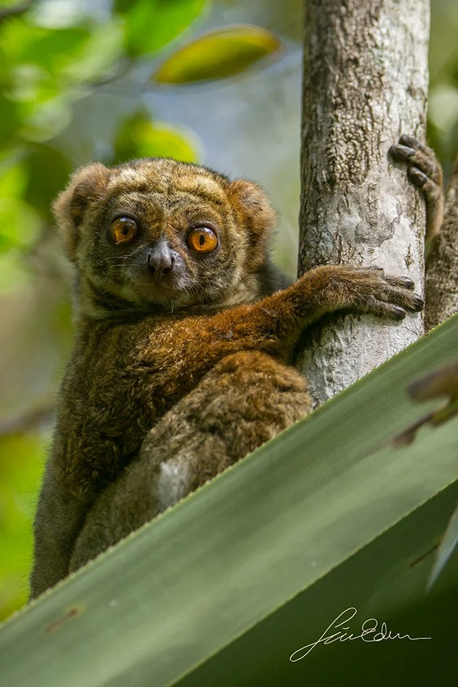 The photographer has been spotted by a Wolly lemur. 