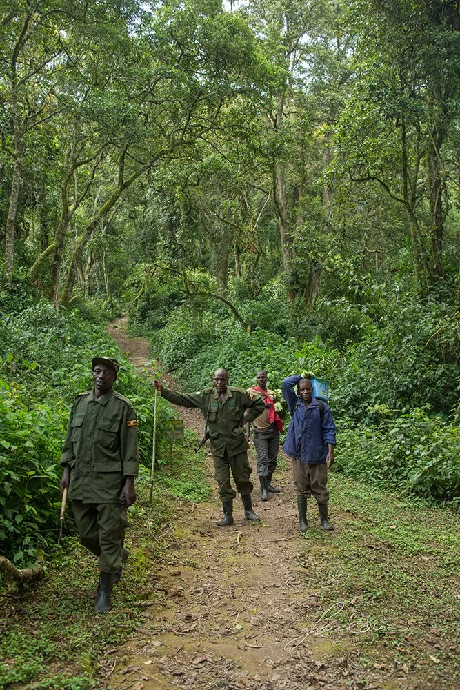 "Preservation efforts well done", Bwindi impenetrable national park, Kisoro, Uganda