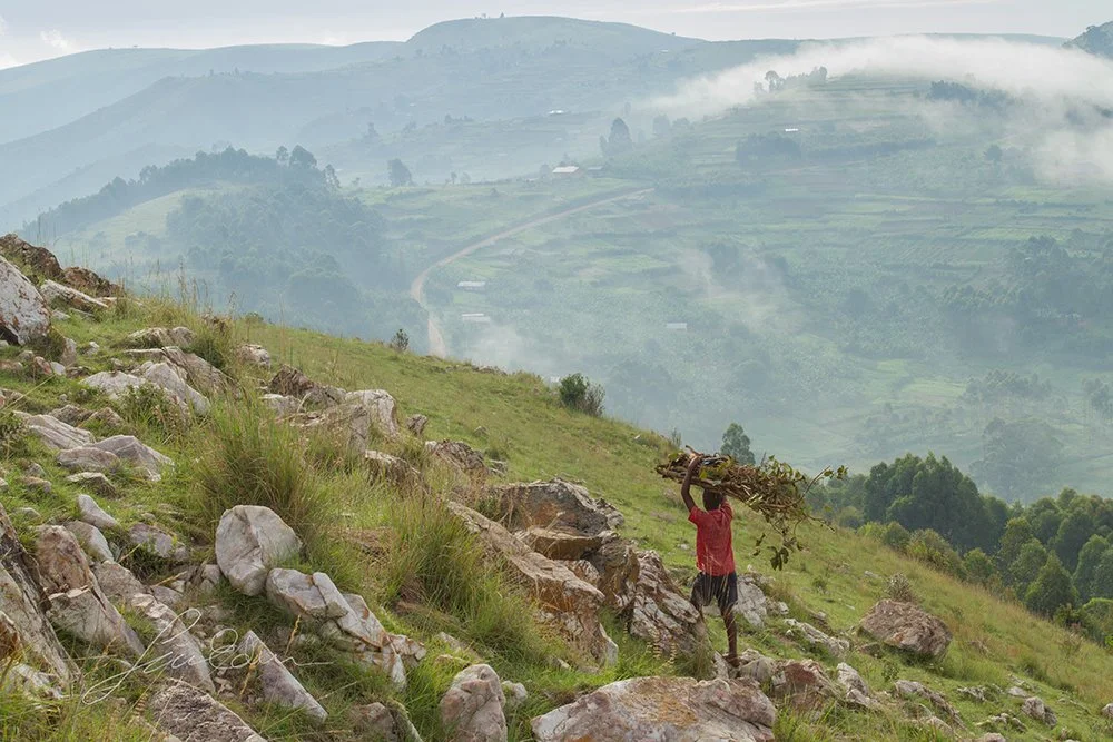 "Gathering firewood", Kabale, Uganda