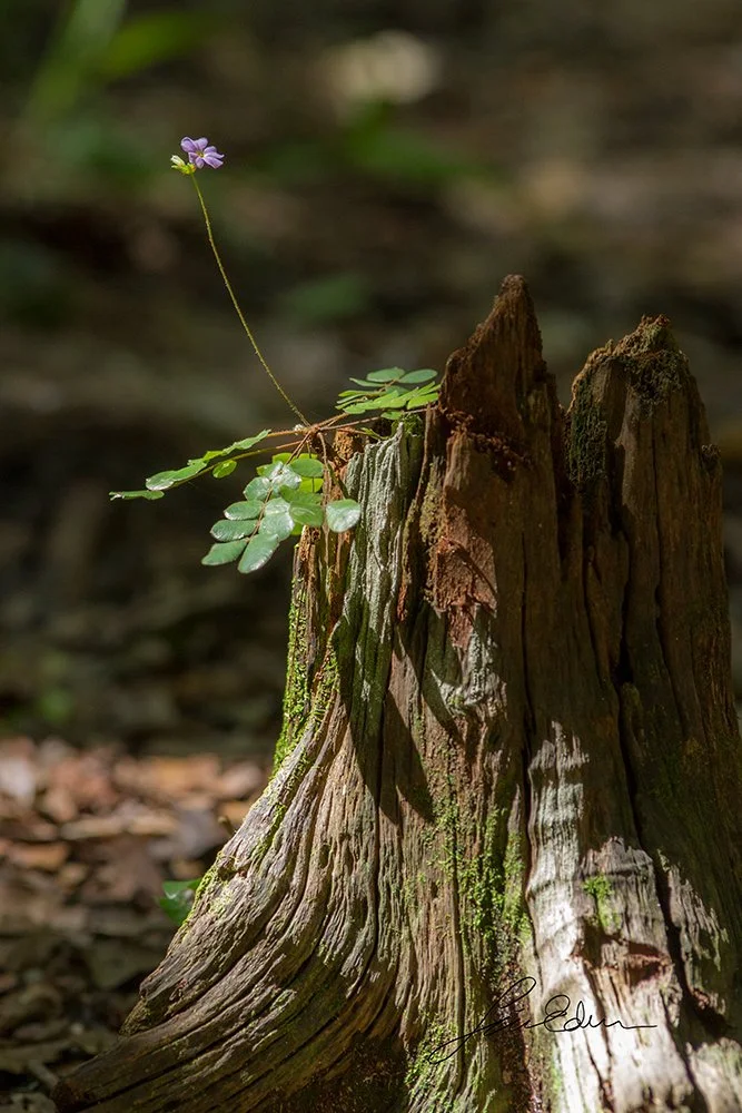 The remnants of one plant can be the ground for another.
