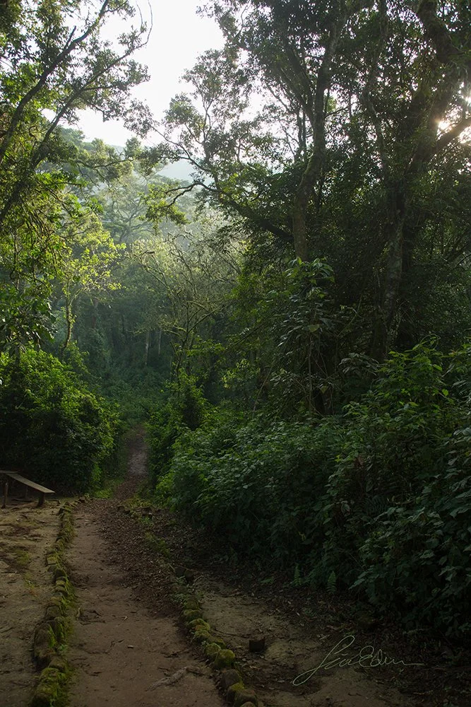 "The secret entrance", Bwindi impenetrable national park, Kisoro, Uganda