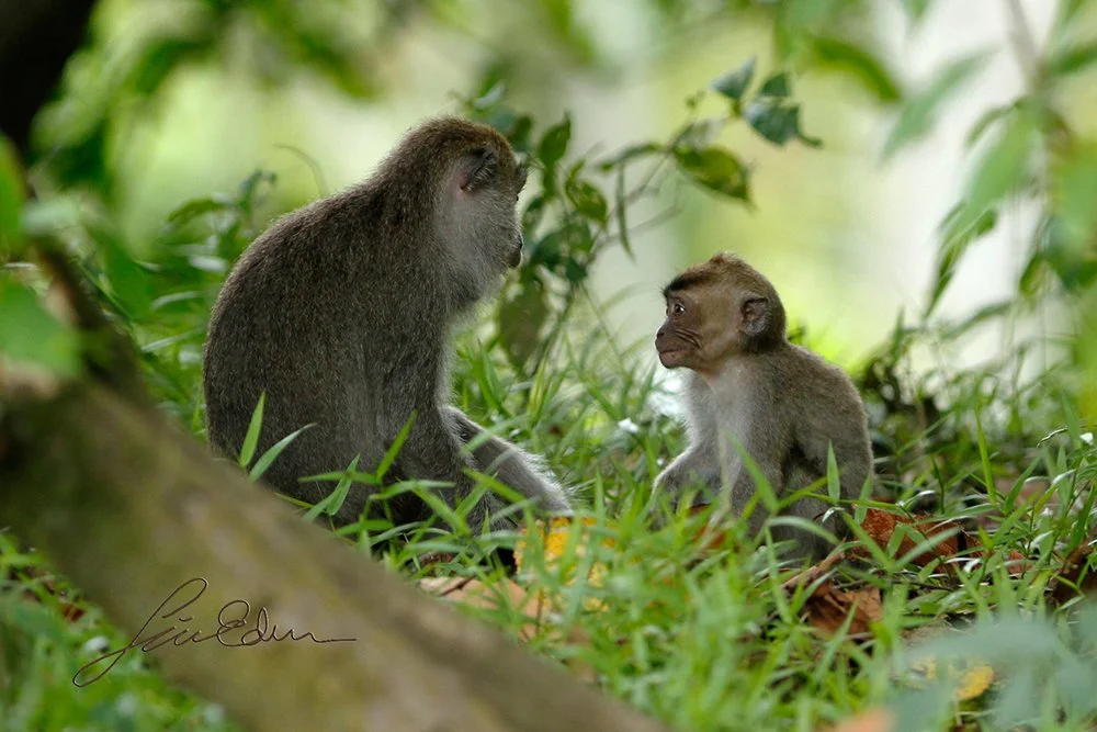 A Pig tailed macaque tries to raise its kid, Sukau, Sabah, Borneo, Malaysia