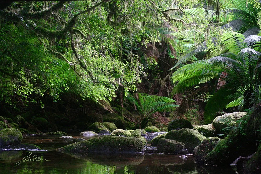 A moment of pure serenity. Mount Victoria forest reserve, Tasmania, Australia 
