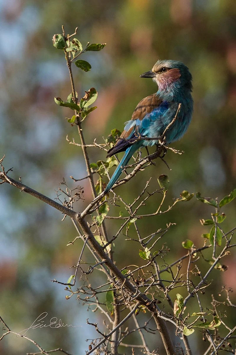 Lilac-breasted roller in evening light