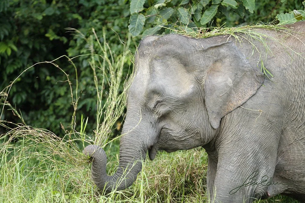 Pygmy elephant throwing grass. Kinabatangan, Sabah, Borneo, Malaysia