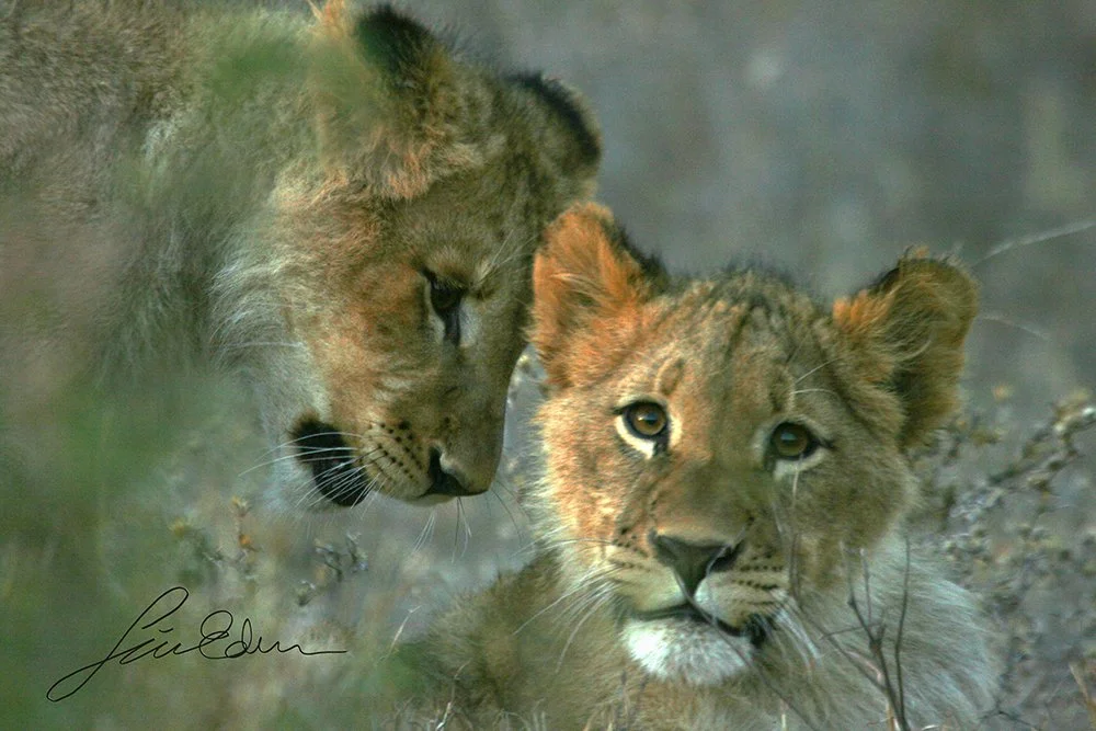 Lion cubs on a morning play date.