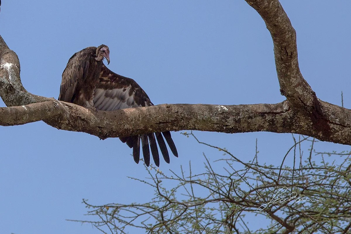 Voltures are a quite common sight in the area.