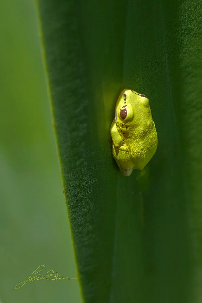 A Heterixalus frog resting on a leaf.
