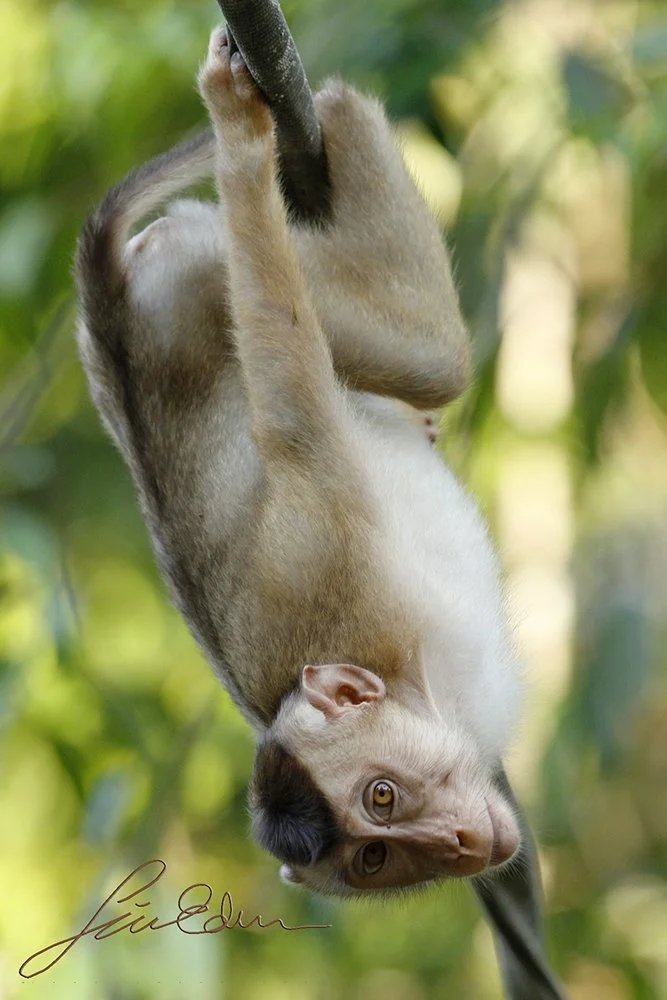 "Who's that guy with the lens?" A Pig tailed macaque hanging from a man-made wildlife crossing over the Kinabatangan river, Sabah, Borneo, Malaysia