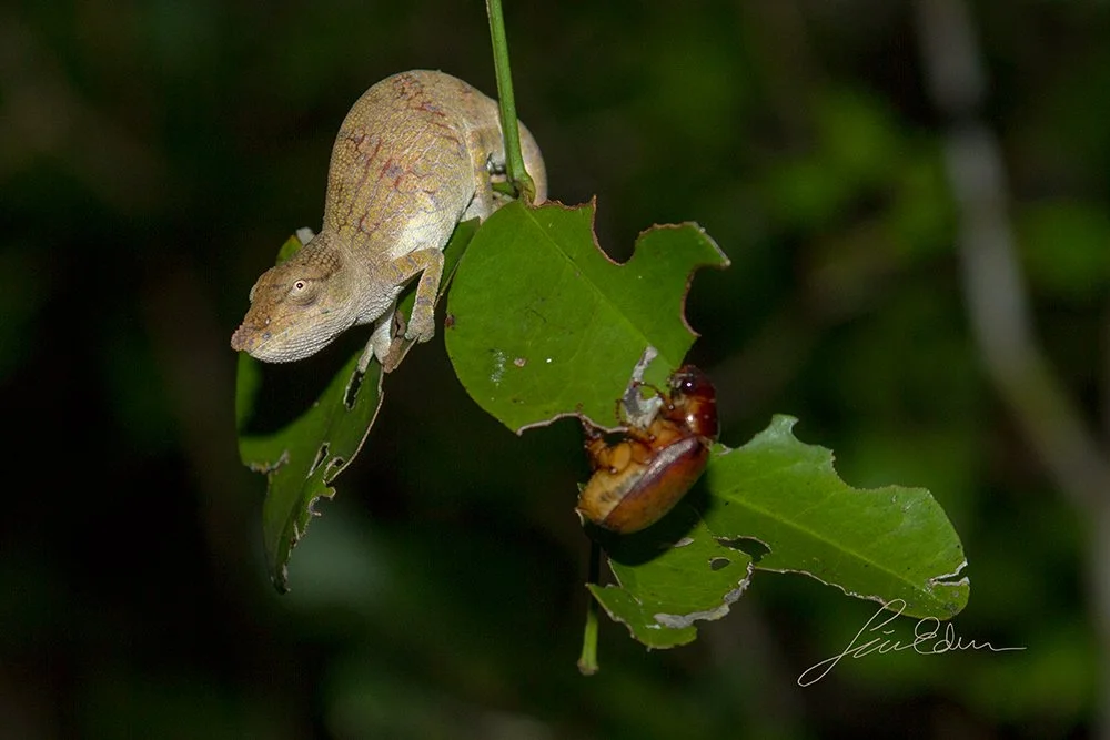 A Calumma Chameleon sharing a branch with an unidentified beetle.